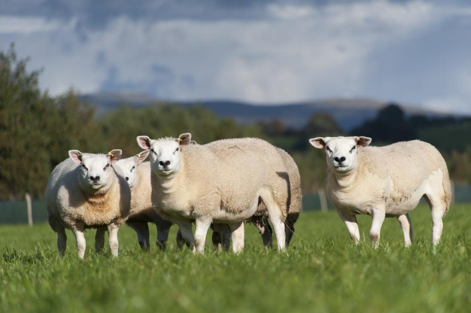 Texel ewe lambs around 7 month old out in fresh pasture, north Lancashire, UK. (Photo by: Farm Images/Universal Images Group via Getty Images)