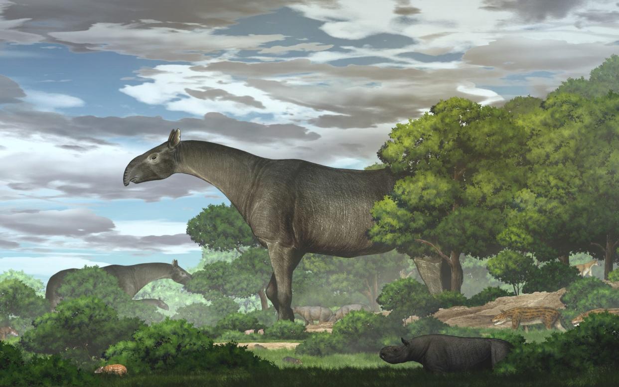 An artist's impression of the newly discovered extinct giant rhino species Paraceratherium linxiaense - REUTERS