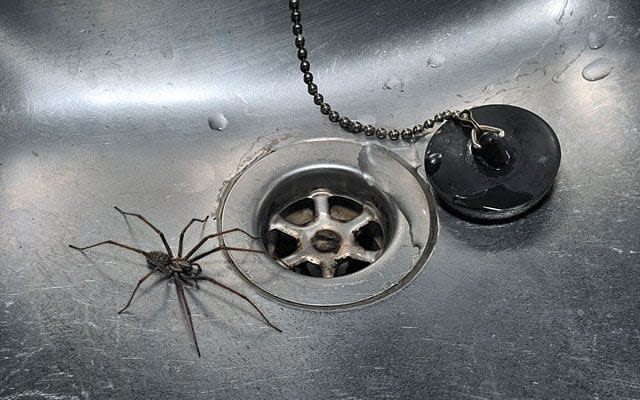 Arachnophobes should stay out the house at 7.35pm becaIt'use that is the time spiders are most likely to be scuttling around, a new study suggests. Householders are likely to see more creepy crawlies in the coming weeks as Britain hits peak spider mating season, which runs until the first week of October. And because females tend to spin their webs on door and window frames, males come inside to track down a prospective partner. Prof Adam Hart, an entomologist at the University of Gloucestershire, collected more than 10,000 records from more than 250 locations in Britain to find out when spiders are most likely to be seen.  He discovered that peak sightings happen at 7.35pm in the evening. There was also a slight peak in sightings at 6–8 am which could refect morning observations of spiders trapped in sinks or baths overnight, said the researchers. 