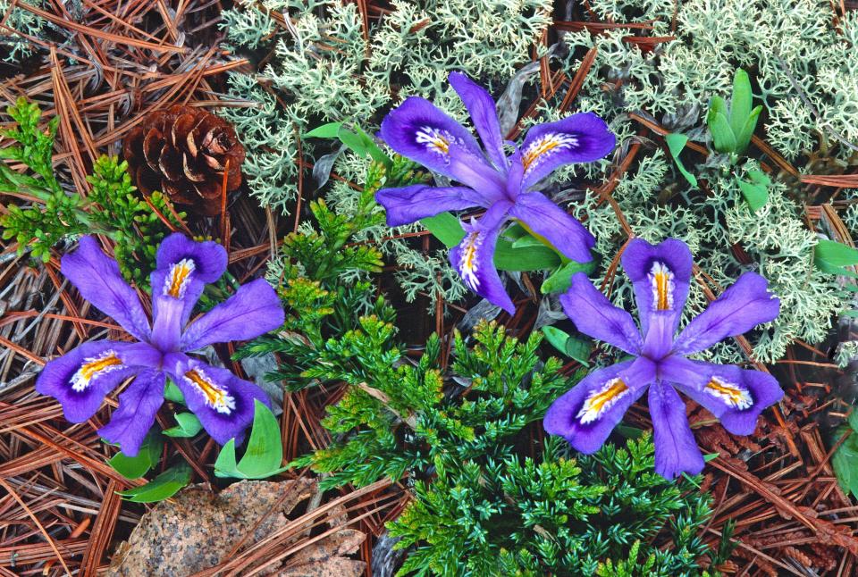 Seen here surrounded by reindeer moss at The Ridges Sanctuary in Baileys Harbor, the dwarf lake iris is relatively common in Door County but is listed as endangered in Wisconsin and threatened across the country. The Ridges received a $73,000 federal grant to improve the irises' habitats and increases its population.