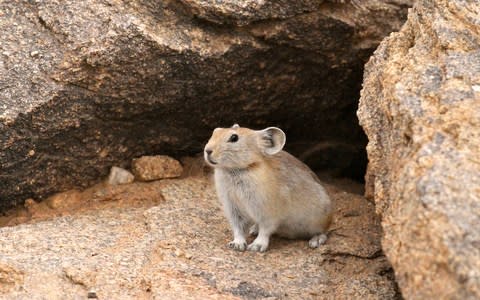 A pika - Credit: MIKE UNWIN