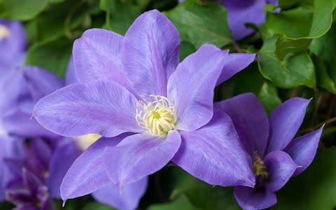 Clematis - Credit: Andrew Crowley