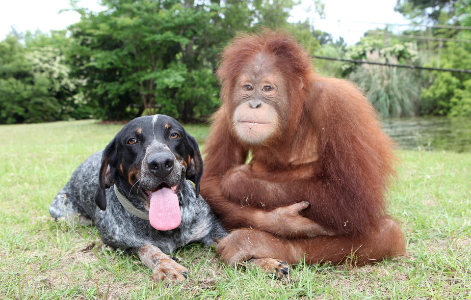 En una reserva animal en Carolina del Sur, Suryia y Roscoe son inseperables. Suryia es una orangután y Roscoe, un Blue Tick hound. suryiaandroscoe.com