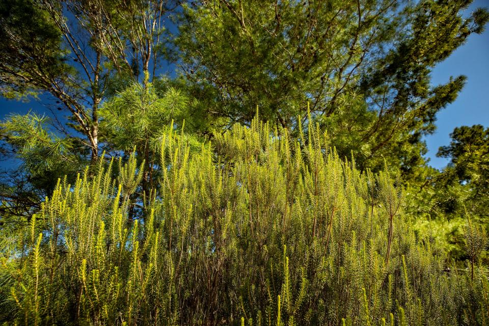 Rosemary scrub and sand pines in the 602-acre area on the eastern shore of Lake Marion.