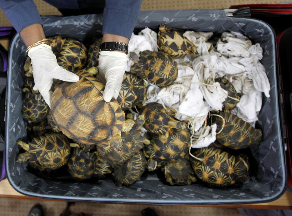 FILE - A Malaysian Customs official holds seized tortoise after a news conference at Customs office in Sepang, Malaysia, Malaysia on May 15, 2017. Malaysian authorities say they seized 330 exotic tortoises from Madagascar. The plight of turtles is expected to get plenty of attention at a wildlife trade conference in Panama in November 2022. (AP Photo/Daniel Chan, File)