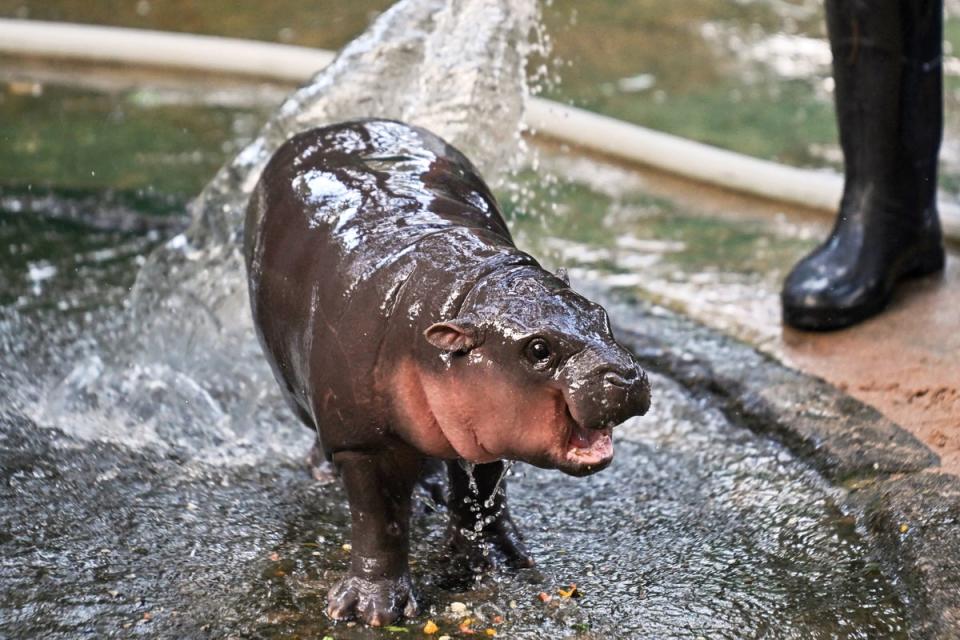 Moo Deng, an infant pygmy hippo who became a viral internet sensation, is showered by a zookeeper at Khao Kheow Open Zoo in Chonburi province in Thailand on 15 September, 2024 (Getty Images)