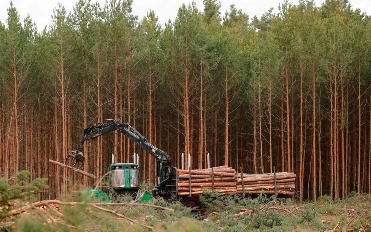 Pine logs piled up on the site where US electric car giant Tesla is building its new car factory, in Gruenheide near Berlin - ODD ANDERSEN /AFP