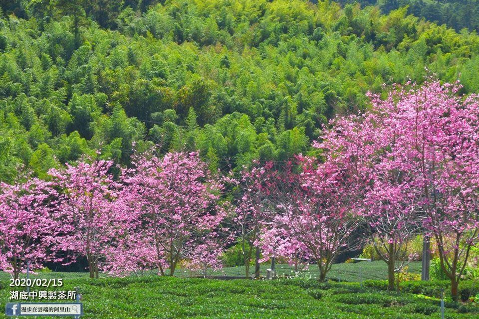 竹林、茶園與櫻花形成美麗風景畫。（黃源明提供）