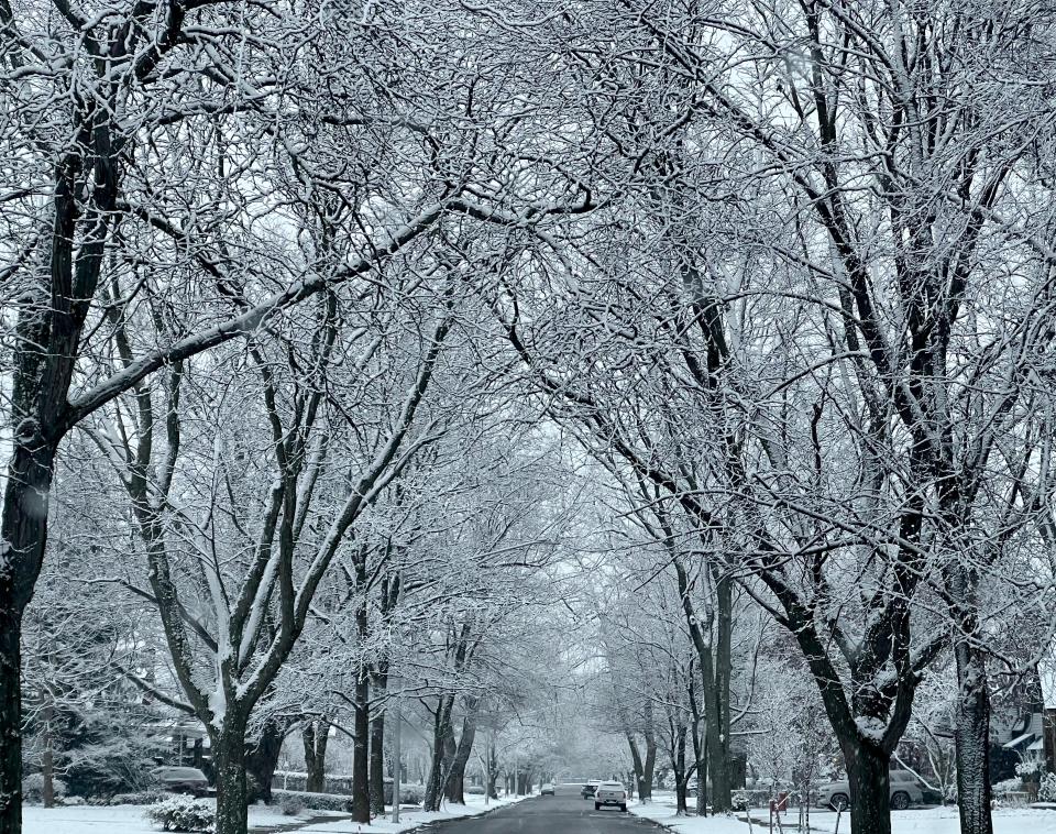 Snow sticks to the branches of the trees along Barrington Road in Grosse Pointe Park on Thursday, Jan. 11, 2024.