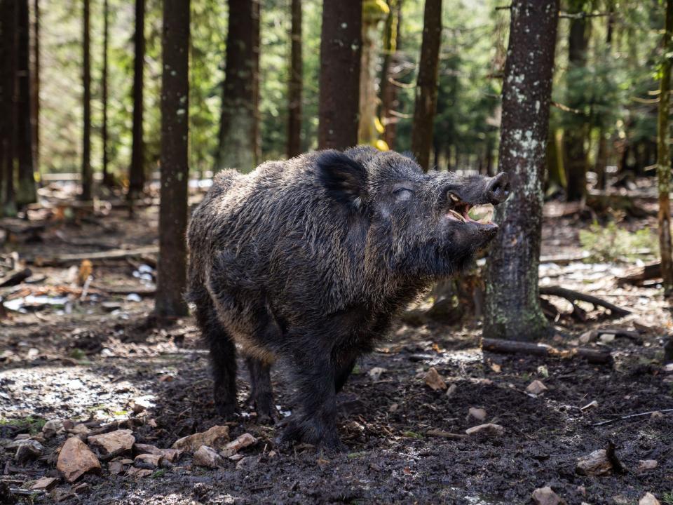 A photo of a wild boar with an apple in its mouth.