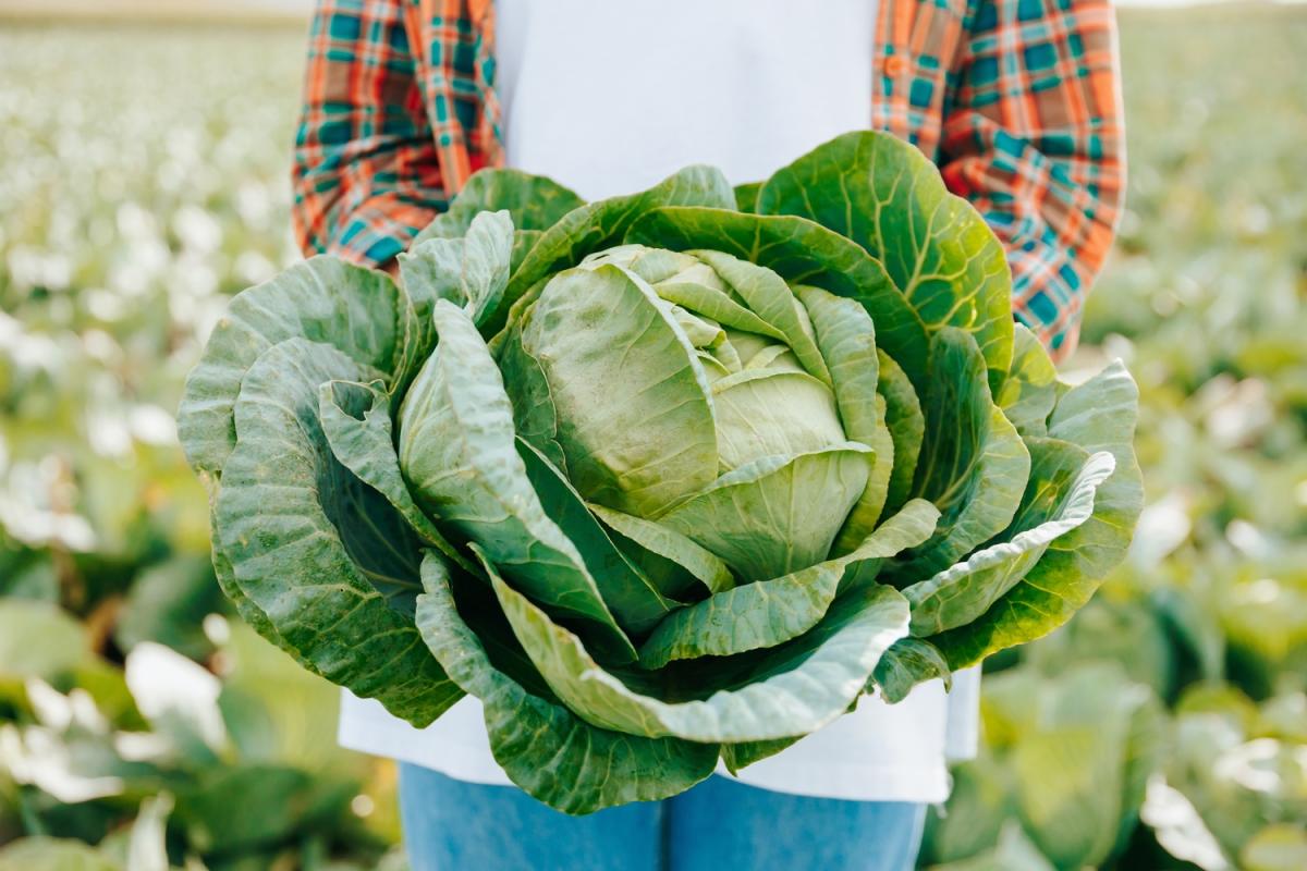 Le chou-fleur, légume peu calorique riche en vitamines