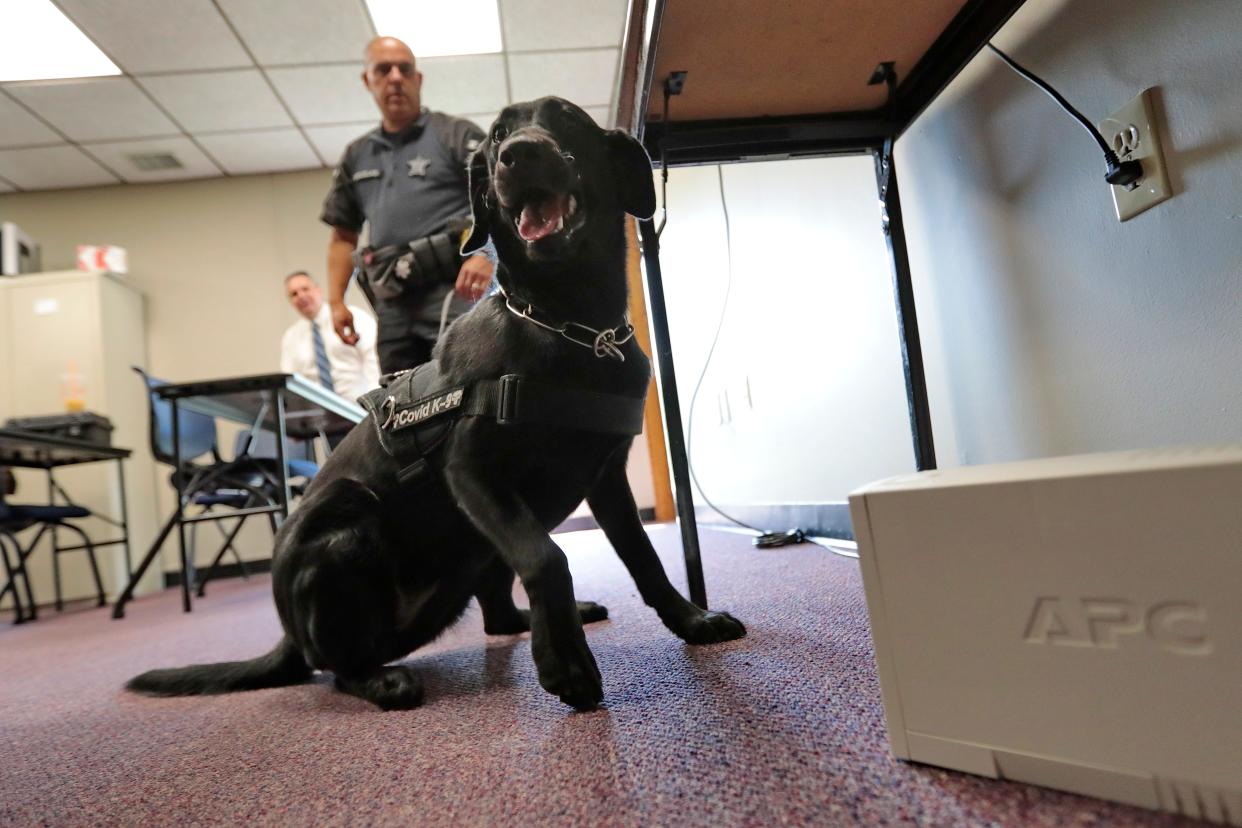 Huntah informs Captain Paul Douglas of the Bristol County House of Correction K-9 unit that she has found a COVID-19 scented sample she found under the device case. Huntah and Duke, the Massachusetts sheriff department's two dogs that can smell COVID-19, are now certified as therapist dogs.