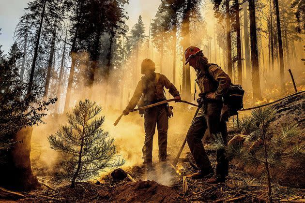 <p>Les pompiers luttent contre le Windy Fire dans la forêt nationale de Sequoia, en Californie.</p>