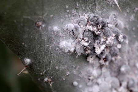 FILE PHOTO: Cochineal insects are seen on a nopal cactus leaf in Nopaltepec, state of Mexico September 30, 2014. REUTERS/Tomas Bravo/File Photo