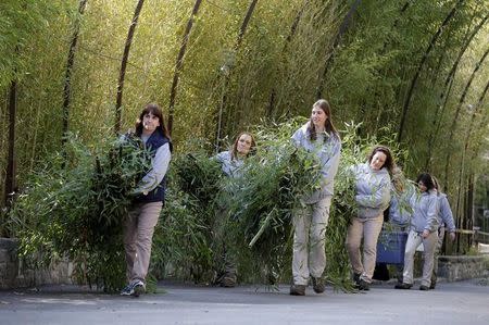 Zoo keepers carry bamboo that will travel with giant panda Bao Bao as she is heads for her new home in China from the National Zoo in Washington, DC, U.S. February 21, 2017. REUTERS/Joshua Roberts