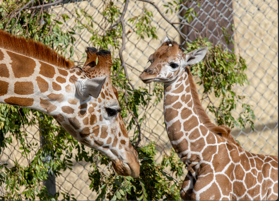 The Oakland Zoo in California has a new baby on board! Meet Kendi, a giraffe born in October 2023. According to the zoo, her name means “loved one” in Swahili.