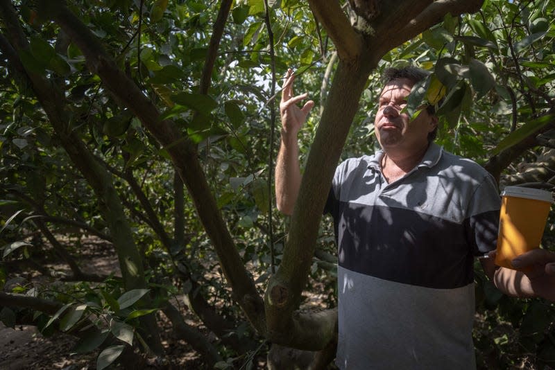 Fruit cultivation consultant Marius Fruit cultivation expert Marius Bouwman demonstrates how sunlight reaches the inside of a mango tree, which can burn it.