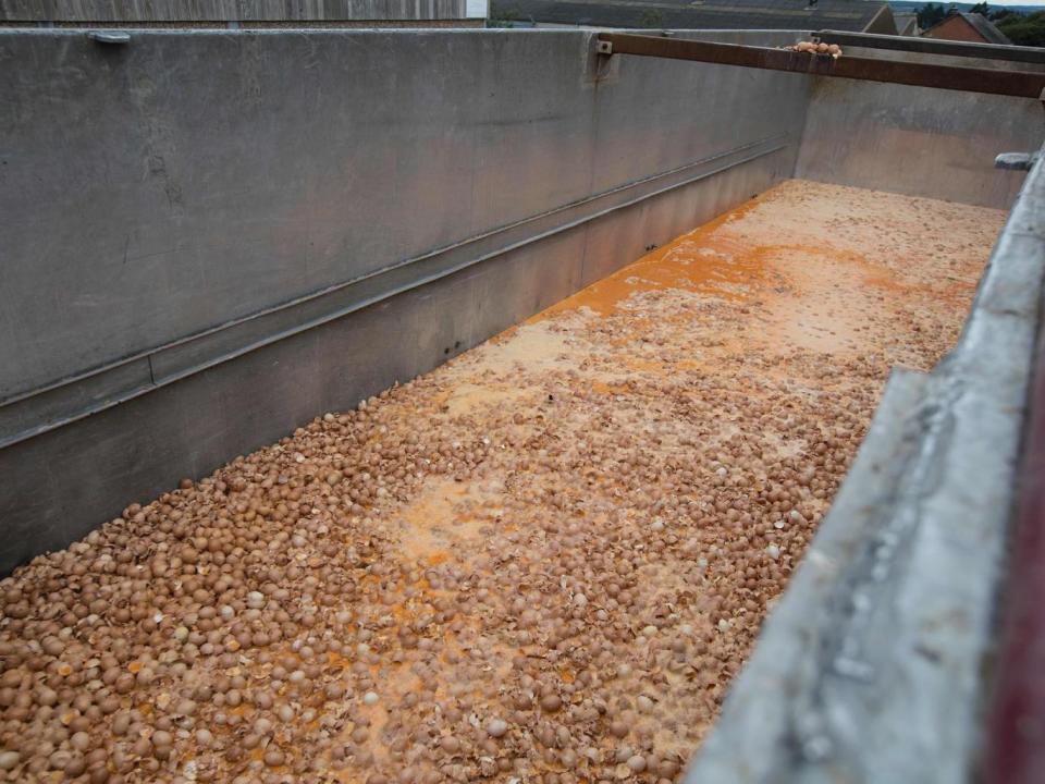 Eggs are destroyed at a chicken farm in Nadrin, Houffalize(AFP/Getty Images)