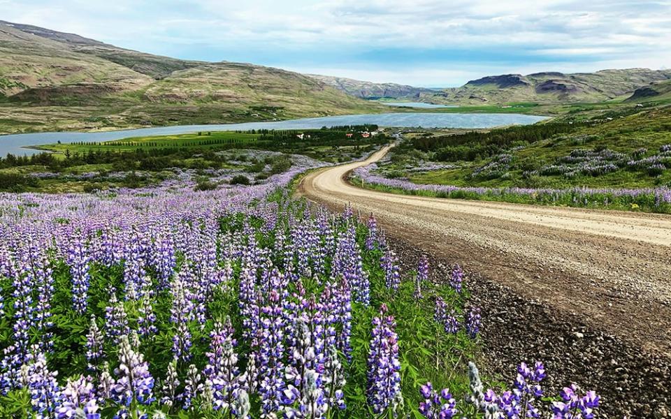 Purple Alaskan lupen - Paul Sullivan