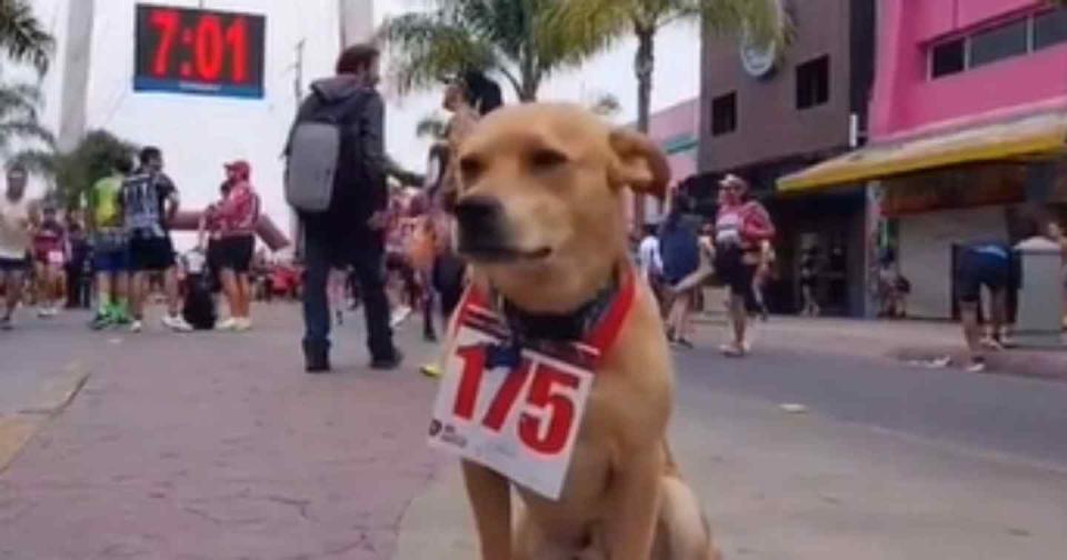 El Chicles, el perro que causa sensación en los maratones de Tijuana. Foto: Captura de video TikTok vía @david_corre