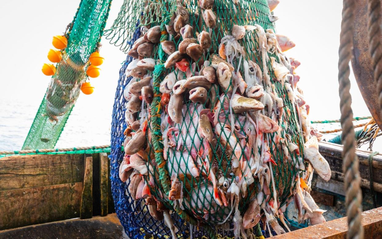 Britain's fishing stocks are in a sorry state, NGO Oceana has said - VICKIE FLORES/EPA-EFE/Shutterstock