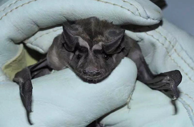 Florida’s largest bat and thought to be the rarest bat in the world, the Florida bonneted bat weighs between 34 and 47 grams. Roost sites are poorly understood, but have included buildings and other man-made structures, and tree cavities. Diet is poorly understood, but fecal samples have included beetles, flies, and true bugs.