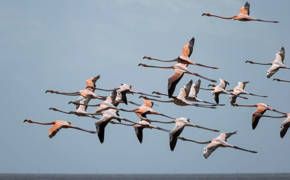 Una bandada de flamencos sobrevuela la bahía de la Florida, el martes 23 de abril de 2024.