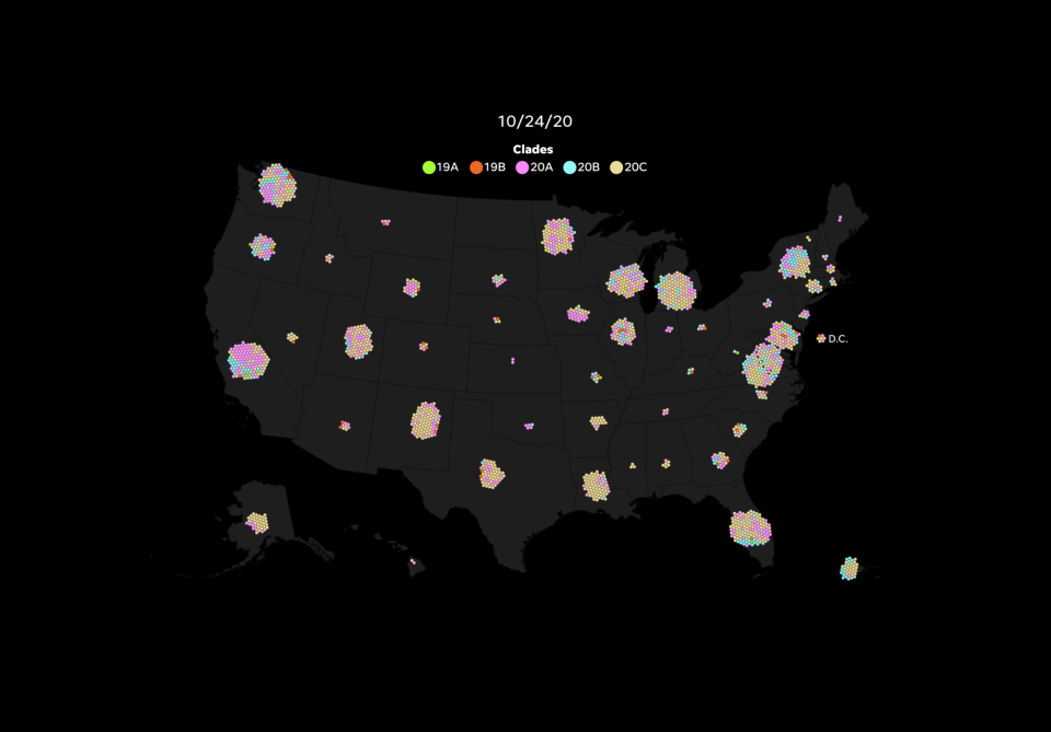 All five major families, or clades, of the novel coronavirus have spread through the United States and Americans continue to transmit the virus internationally.