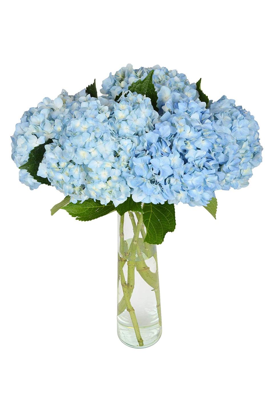 Bouquet of 5 Fresh Cut Blue Hydrangea