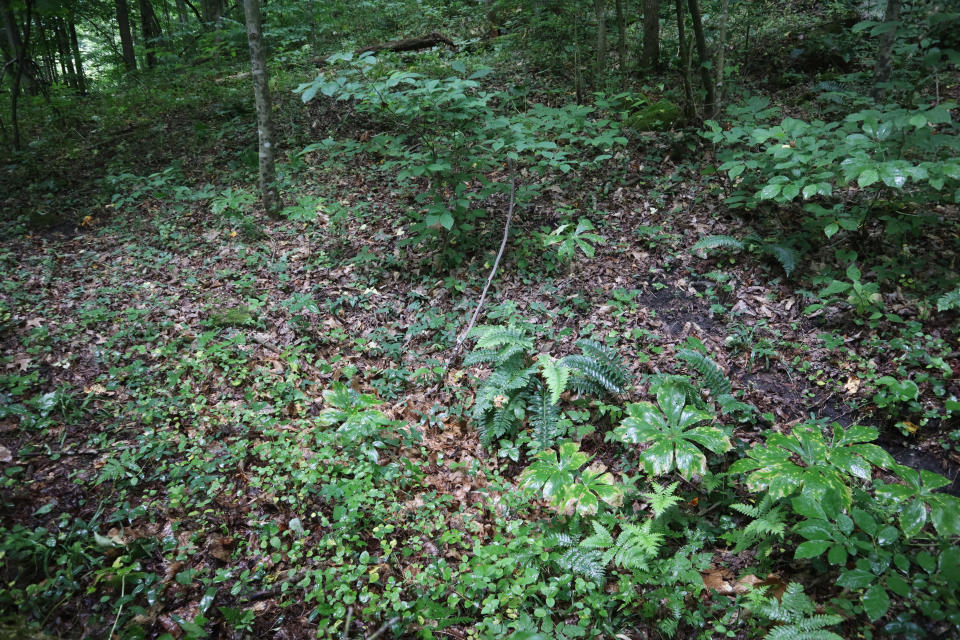 The overgrown gravesite in Havaco, W.Va., where more than 80 West Virginia coal miners are buried in unmarked graves, is seen on June 7, 2022. The miners – most of them European immigrants – were killed in an explosion at the now-shuttered Jed Coal and Coke Company mine in 1912. Ferns, mayapple plants and fallen trees have almost completely erased any sign of the burial site. (AP Photo/Leah Willingham)