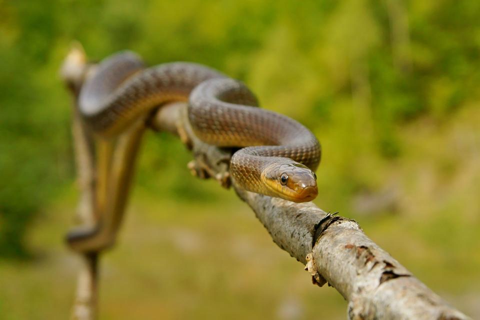 Beautiful backgrounds with amphibians and reptiles in their natural habitat