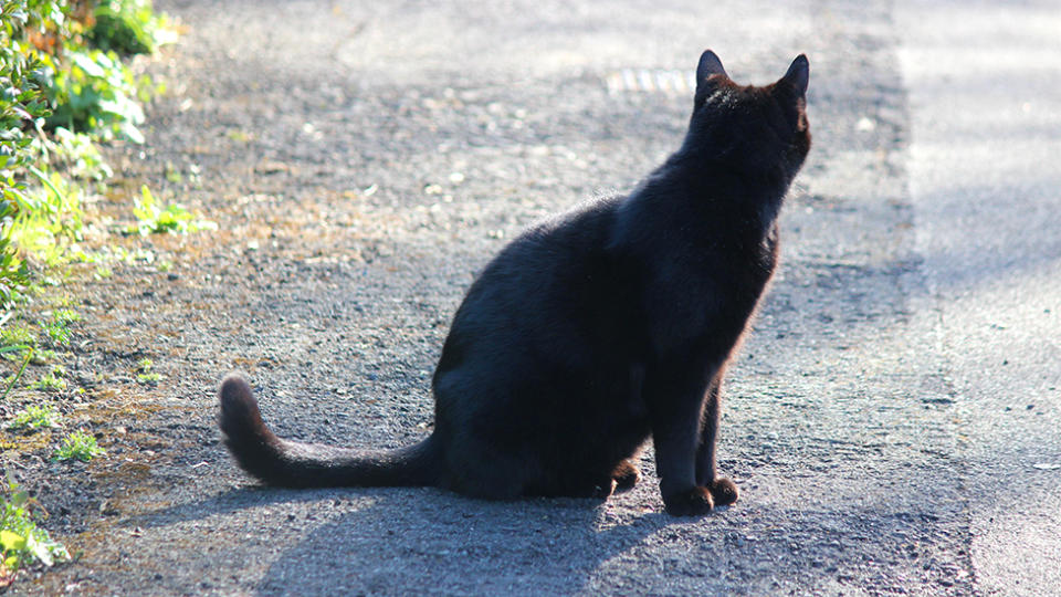 Three black cats showed up on my driveway that day. Photo: Getty Images