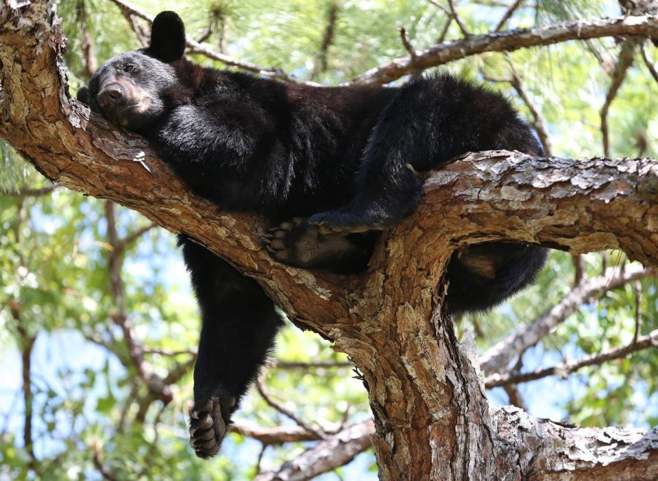 File photography of a bear resting comfortably in a tree