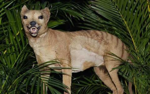The thylacine has been declared extinct - Credit: TORSTEN BLACKWOOD/AFP/Getty Images