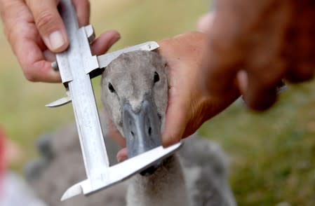 Officials record and examine cygnets and swans during the annual census of the Queen's swans, known as 'Swan Upping', along the River Thames in London