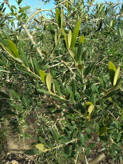 Los olivos de Jumilla (Murcia) que han servido para el estudio.