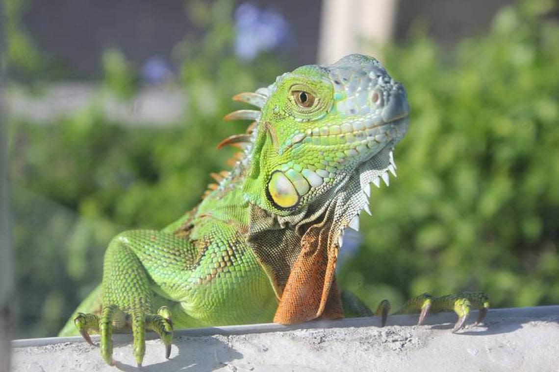 Is this iguana contemplating occupying your toilet? Dave Barry fears so based upon recent events.