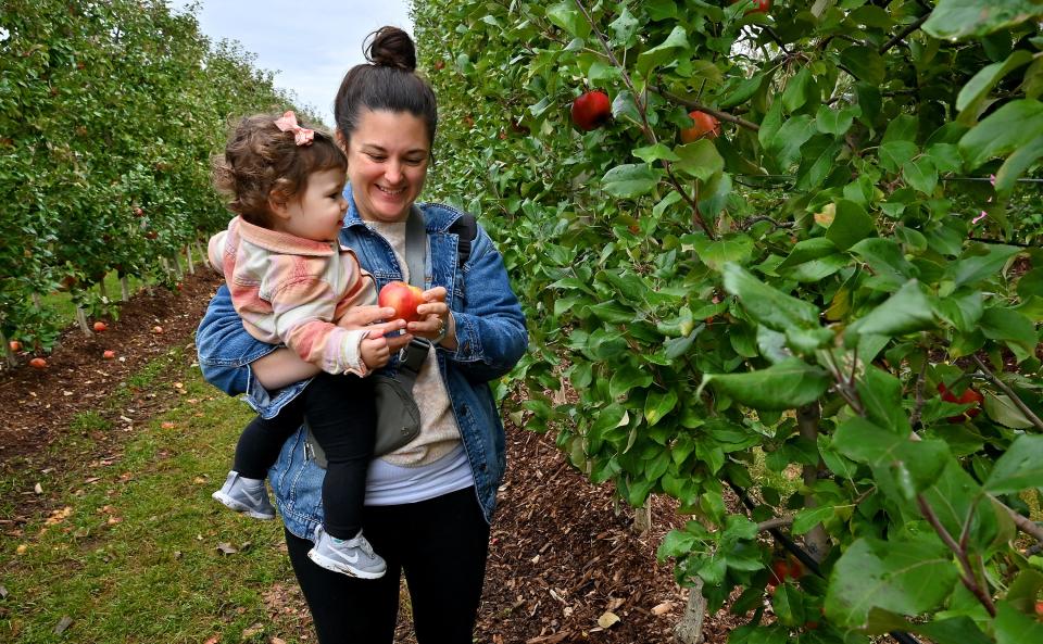 In a file photo, Kelsey White of Holden and her daughter, Finley, 1, find a nice Honeycrisp apple at Tougas Family Farm in Northborough.