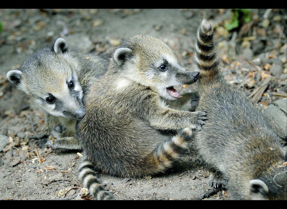 Ring-tailed coati cubs play at the zoo in Duisburg, western Germany, Friday, May 6, 2011.