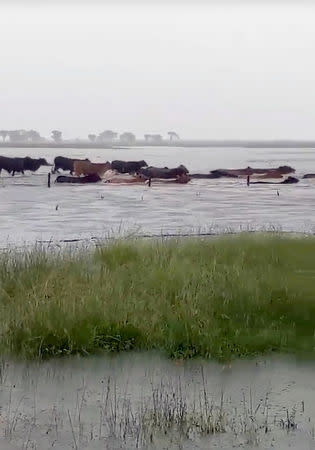 Cows are seen crossing in floodwater near Proserpine, Queensland, Australia January 29, 2019 in this still picture obtained from a social media video on February 8, 2019. DK FAUST 106/via REUTERS