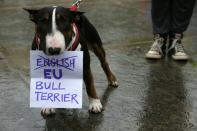 A Bull Terrier holds a sign in his mouth at an anti-Brexit protest in Trafalgar Square in central London on June 28, 2016