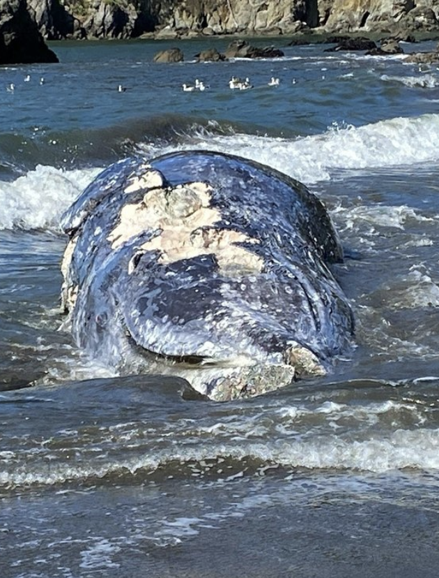 dead gray whale. Source: AP
