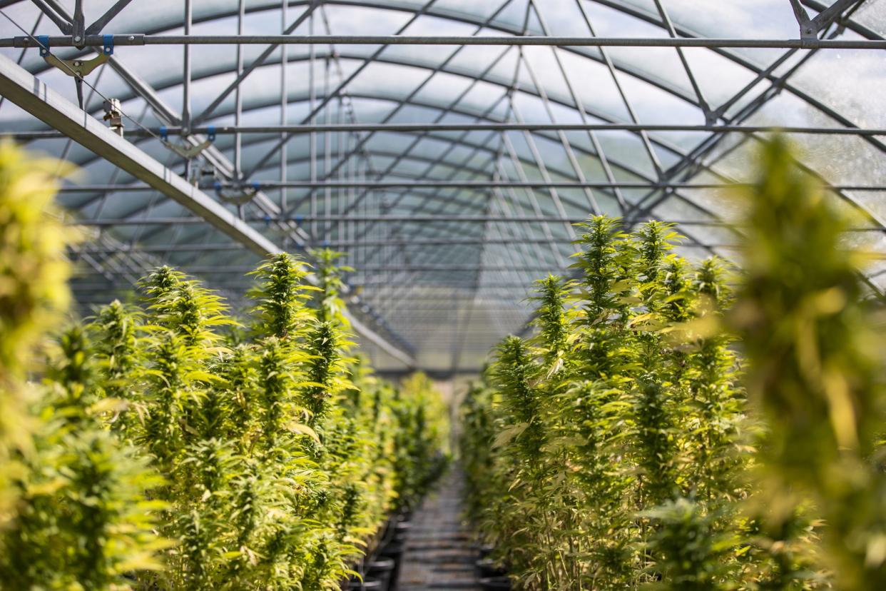 Flowering Cannabis Plants on a Farm in Greenhouse.