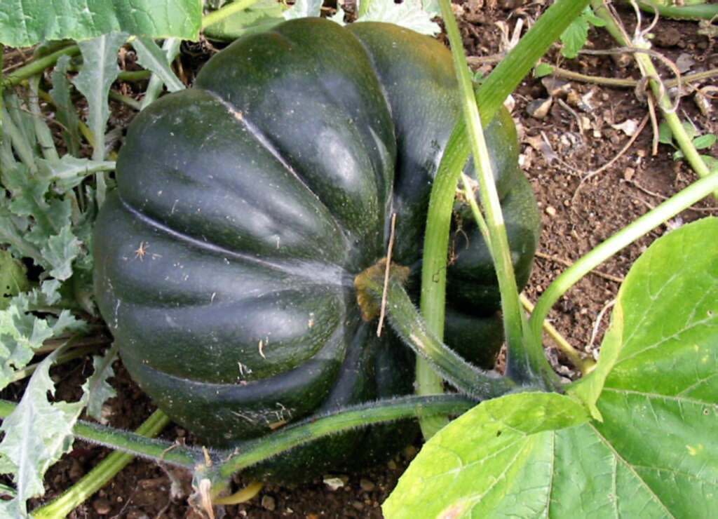 Fruit of Cucurbita moschata "Courge musquée".