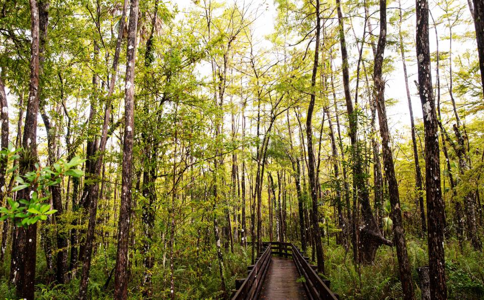 An afternoon thunderstorm drenches the boardwalk at Six Mile Cypress Slough on Monday, Sept. 25, 2023. Despite recent rains, the precipitation levels are below average for Southwest Florida.