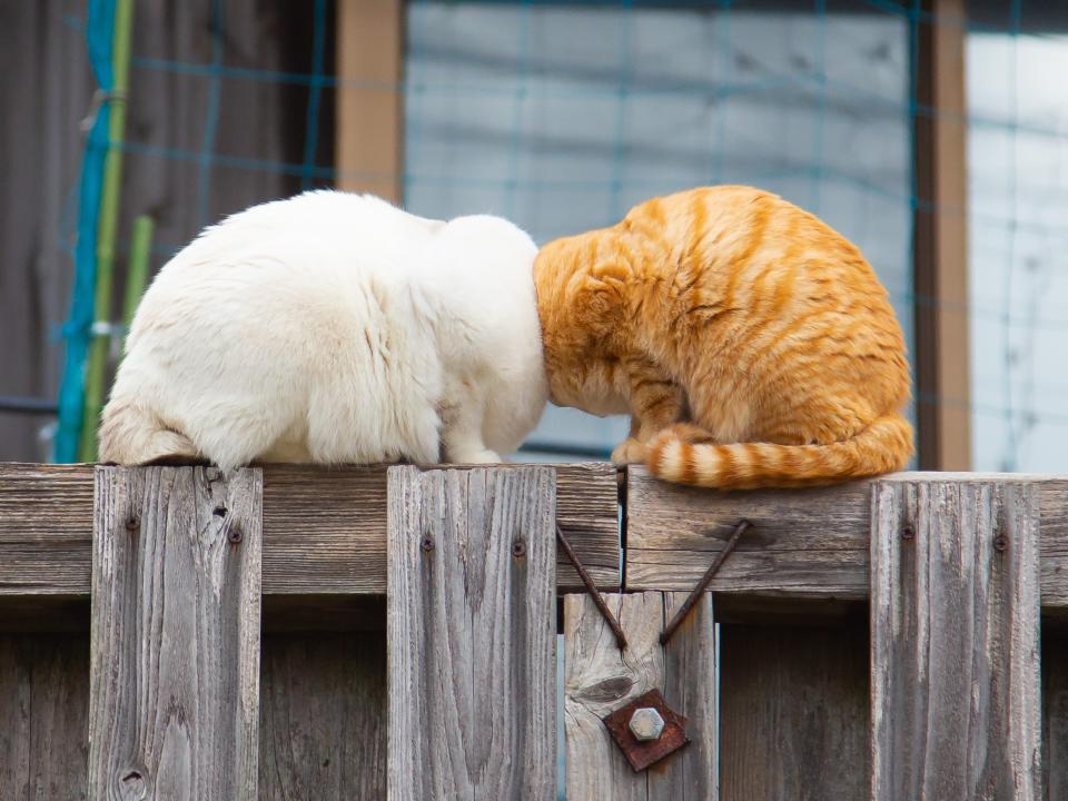 An orange cat and a white cat butt heads.
