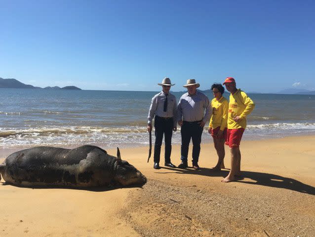 Bob Katter with Shane Knuth and two life savers after finding a cow on Mission Beach. Source: Facebook/ Bob Katter