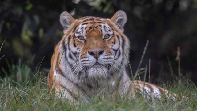 Banham Zoo: Adorable Norfolk tiger cub makes hilarious face while play  fighting with sibling - Norfolk Live