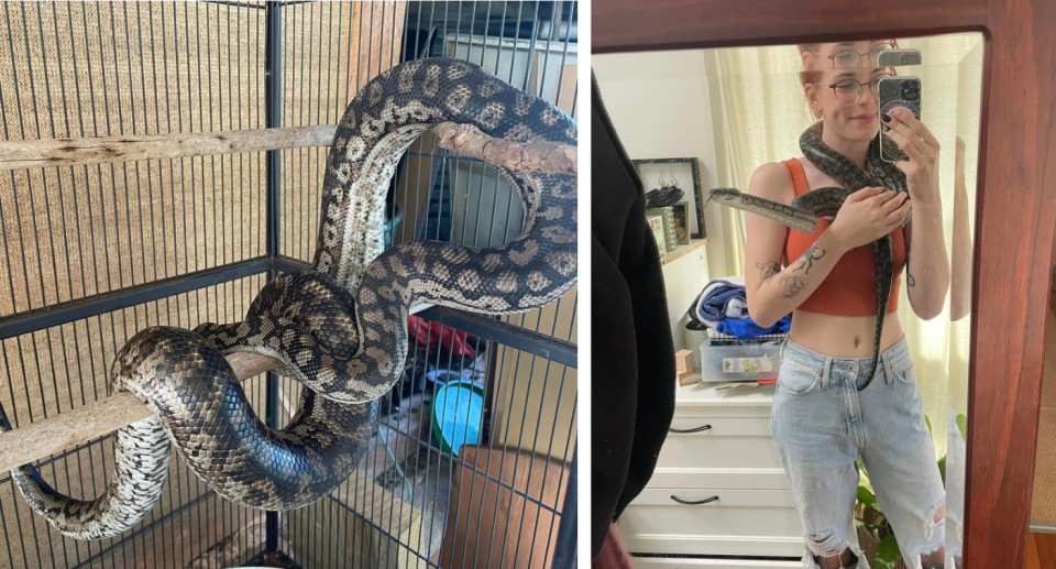 Bagel the python in a cage (left) and the woman with Bagel around her shoulders (right)