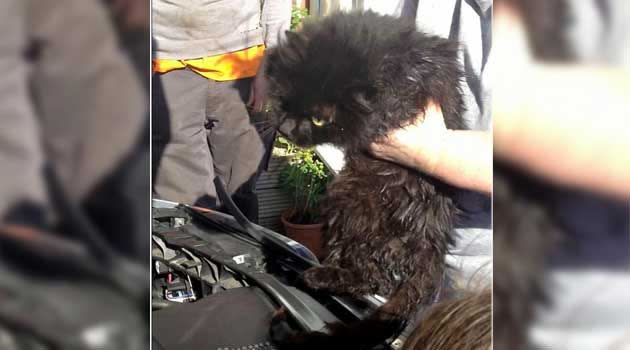 Princess the cat spent two weeks inside the bonnet of her owner's car. Photo: YouTube